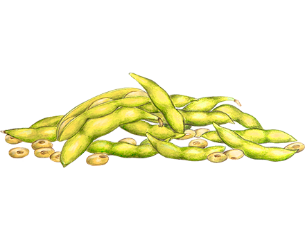 Soja “Aoyu” Soja “Aoyu” Glycine max