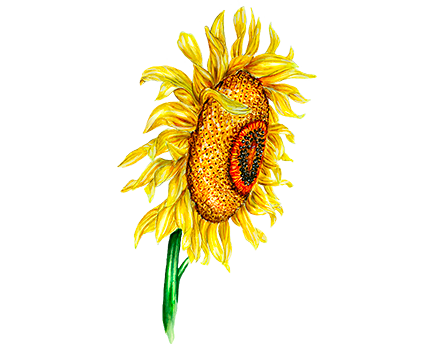 Tournesol à Graines “Helena” Tournesol à Graines “Helena” Helianthus annuus