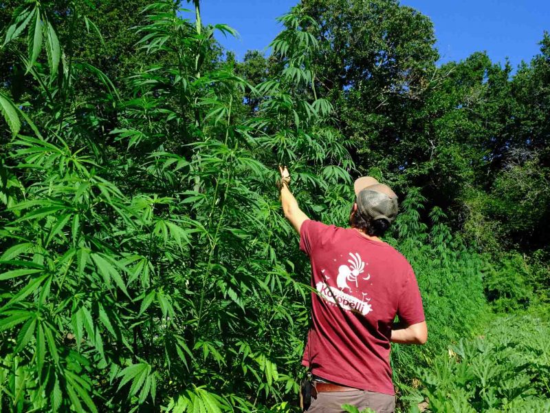 Cannabis Carmagnola cultivé chez Adrien, Producteur de Kokopelli