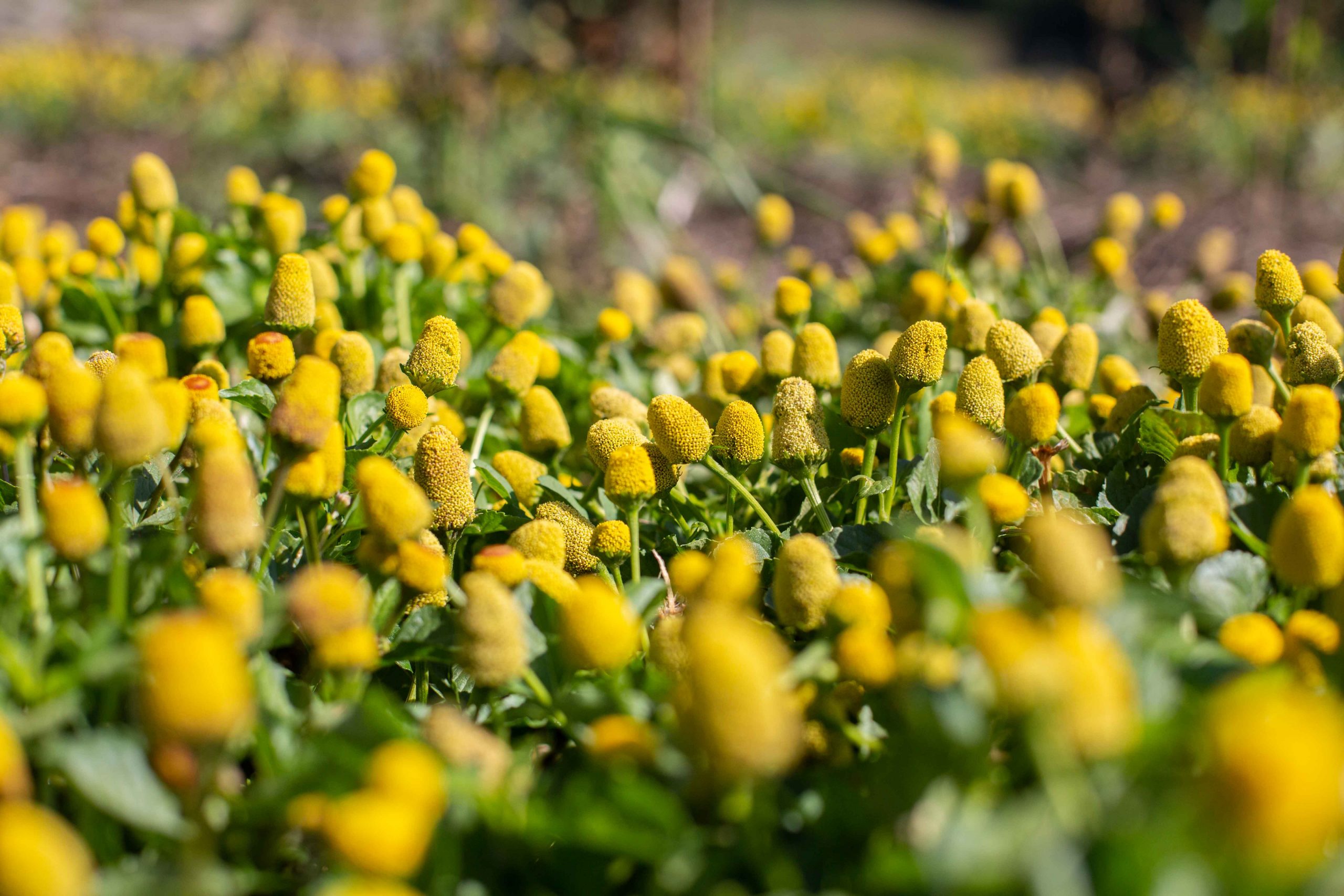 Fleurs de Cressons de parà