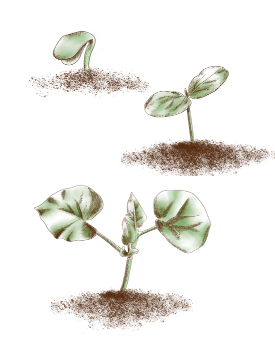 Plant-semis