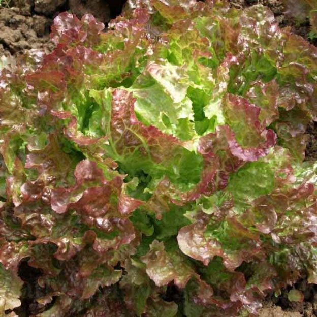 2000 Graines De Laitue Batavia – 4 Variétés Différentes (dorée, Reine Des Glaces, Rouge Grenobloise…)