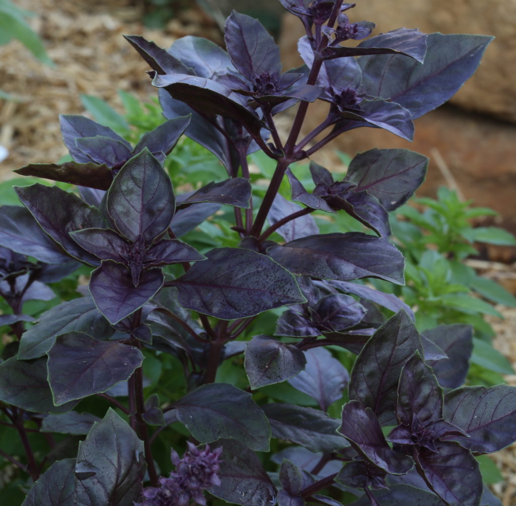 Ocimum basilicum. “Purple Delight”. Photographie de Xochi dans son jardin.