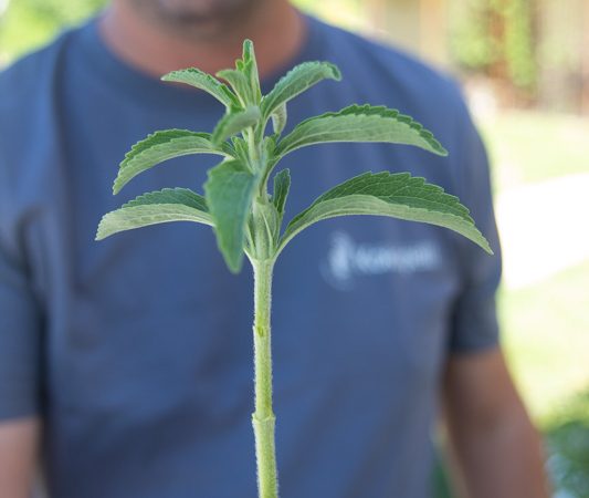 Bouture de Stevia rebaudiana