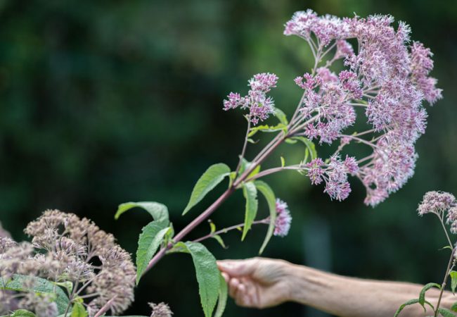 Eupatorium purpureum - Plante mellifère et vivace