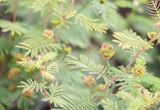 Desmanthus illinoensis - Plante vivace