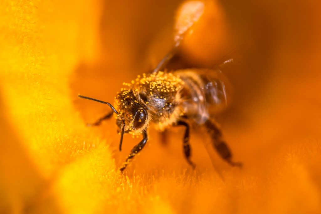 abeille chargée de grains de pollen de courge