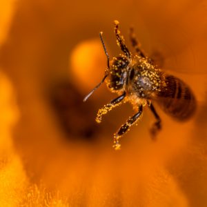 une abeille chargée de grains de pollen sort d'une fleur de courge