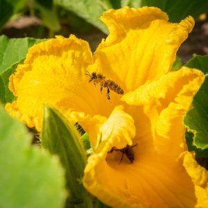 des abeilles visitent des fleurs de courges