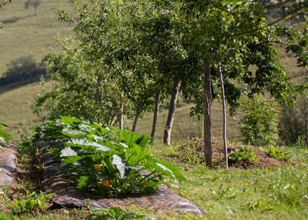 courgettes cultivées en agroforesterie avec des arbres fruitiers