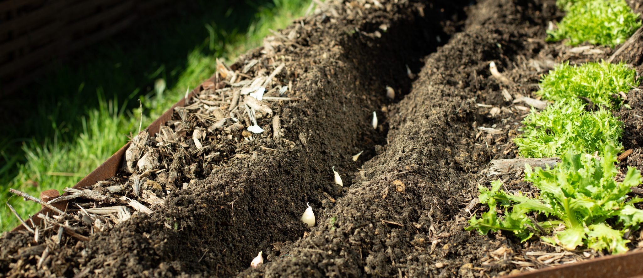 Cultiver L'ail Au Potager : Guide Pratique Pour Une Récolte Réussie