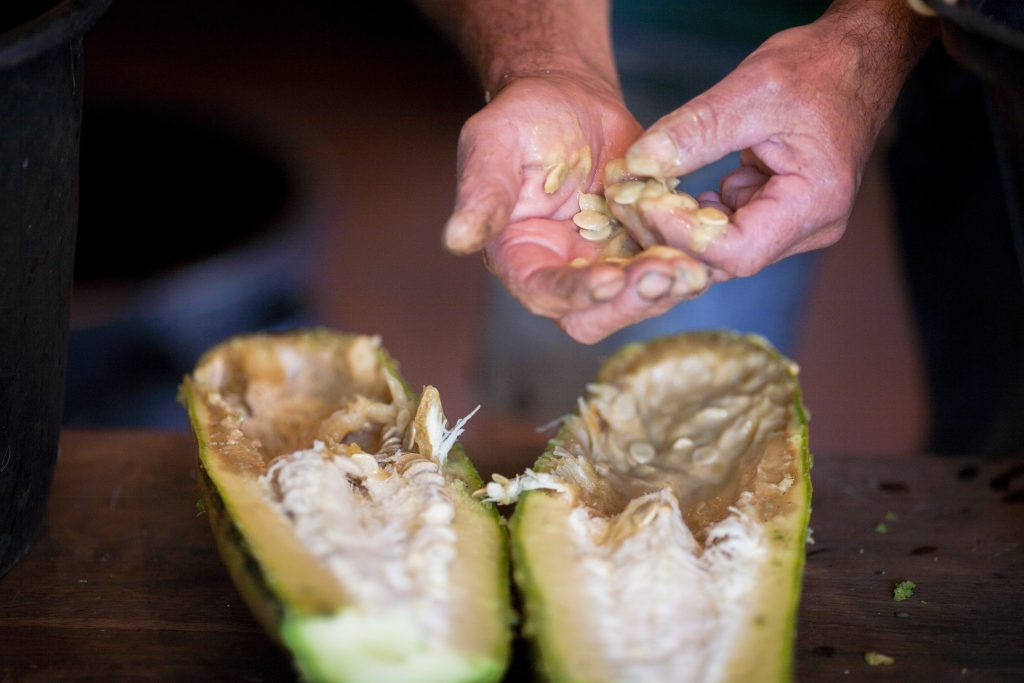 extraction des semences d'une courgette