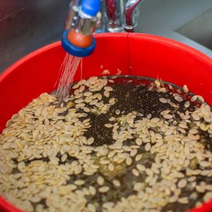 nettoyage à l'eau des graines de courgette dans un tamis