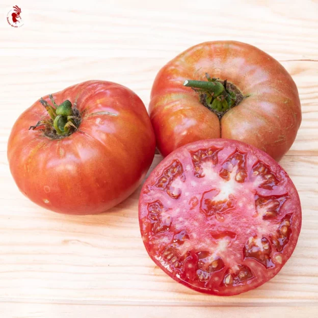 Grégory Altai tomate précoce