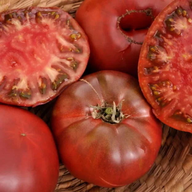 tomate noire de Crimée ancienne