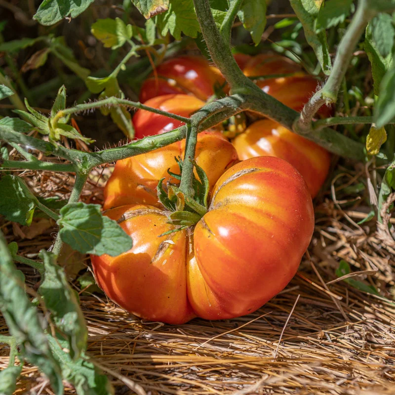 Tomates Anciennes Découvrez et cultivez ces variétés uniques