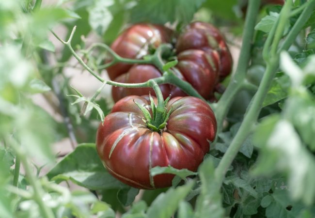 Tomates "Purple Calabash"