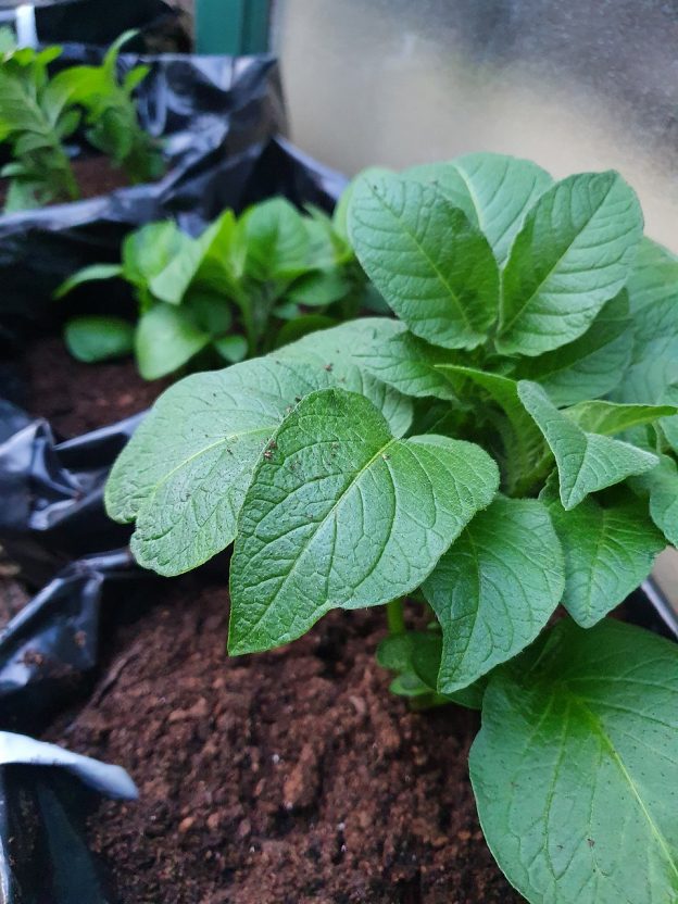 Cultiver La Pomme De Terre : Plantation, Entretien Et Récolte