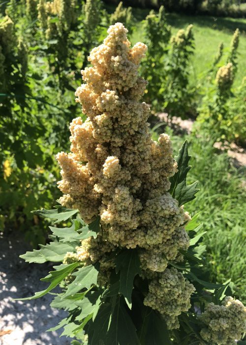 Inflorescence de quinoa, appelée panicule