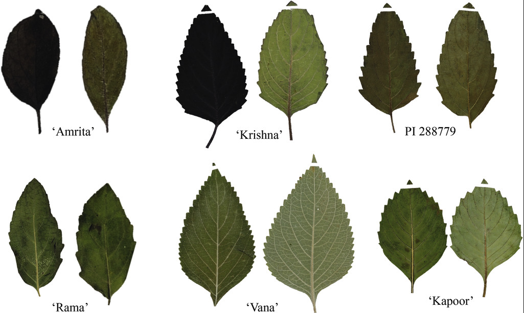 différents types de feuilles d'Ocimum