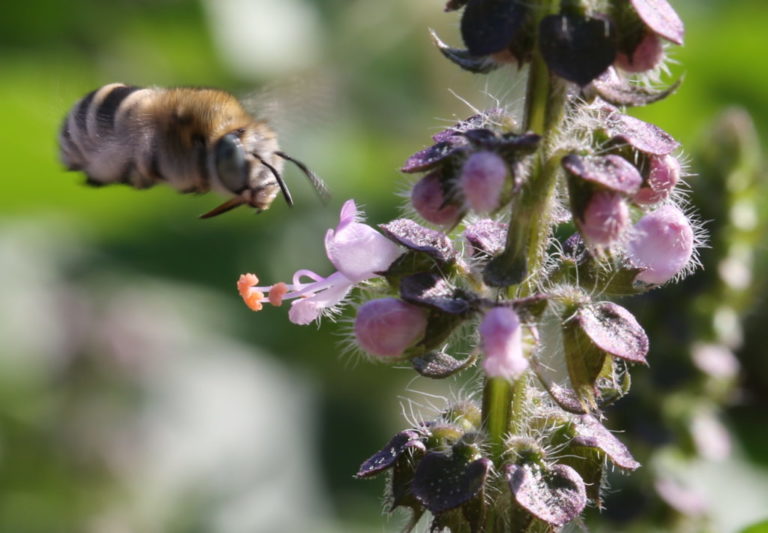 abeille visant une fleur de tulsi tempérée