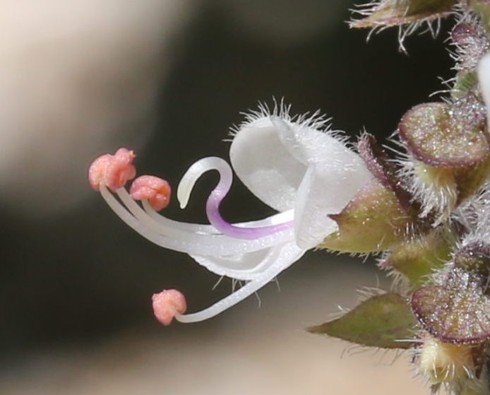 fleur de basilic Ocimum kilimandscharicum