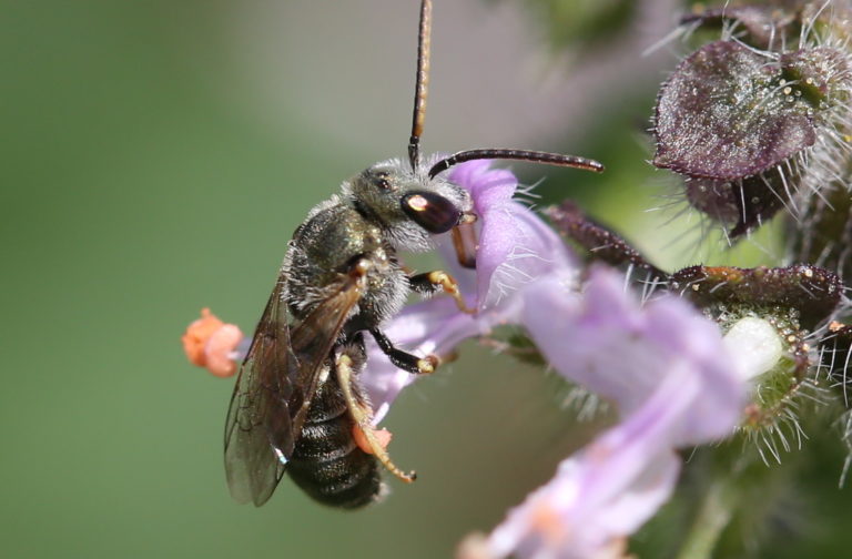 abeille sur une fleur de tulsi tempérée