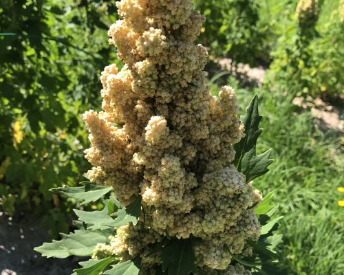 Hampe florale de Quinoa "Oro de Valle"