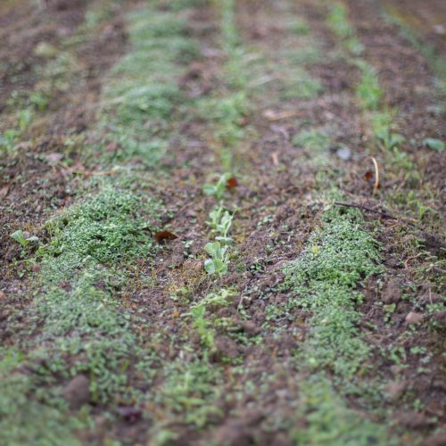 Automne, Couvert végétale, Engrais, Engrais vert, Été, Ferme de Kokopelli