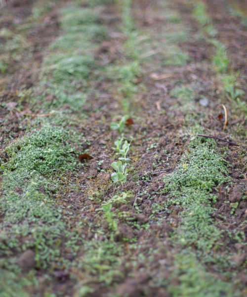 Automne, Couvert végétale, Engrais, Engrais vert, Été, Ferme de Kokopelli