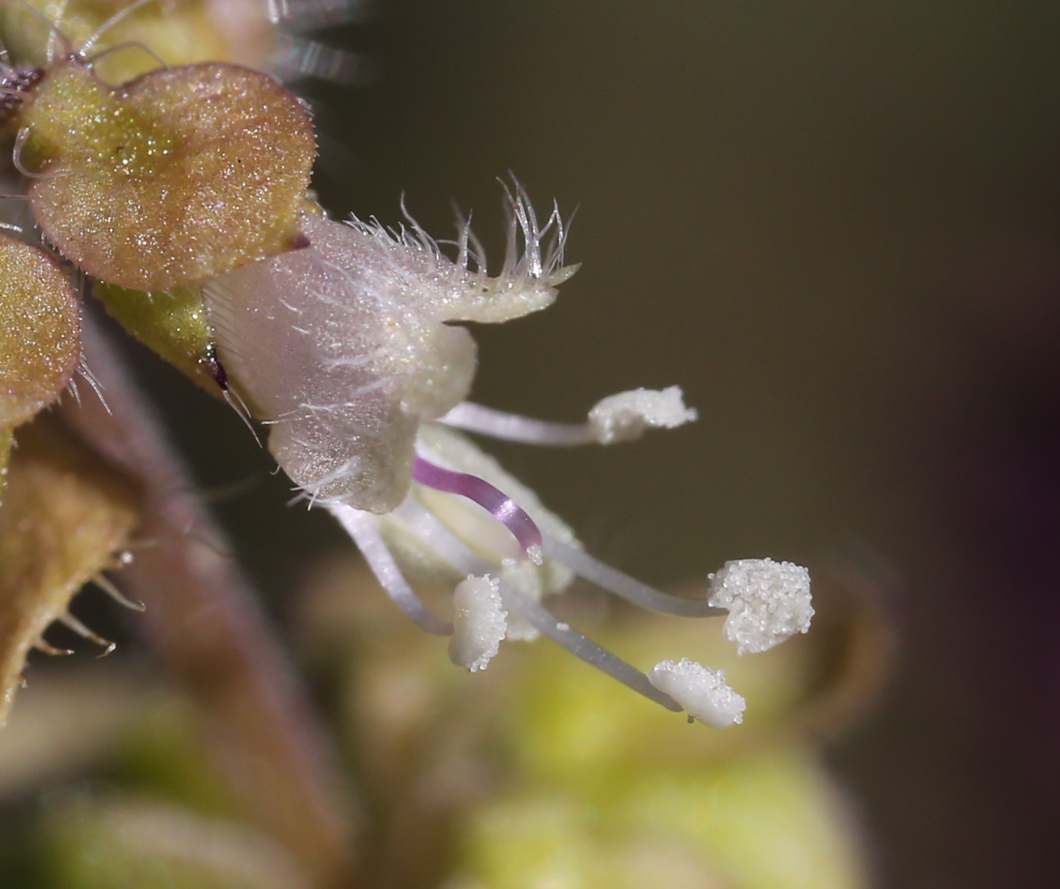 Fleur minuscule de l’écotype “Africain”. Ocimum americanum sp. americanum