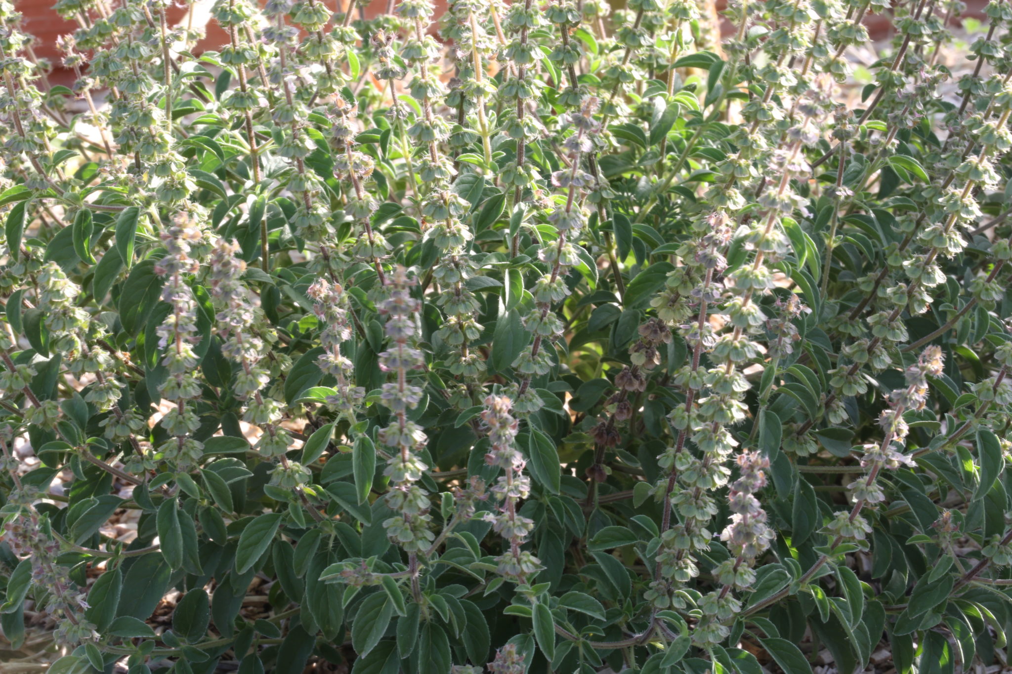 “Africain”. Ocimum americanum sp. americanum