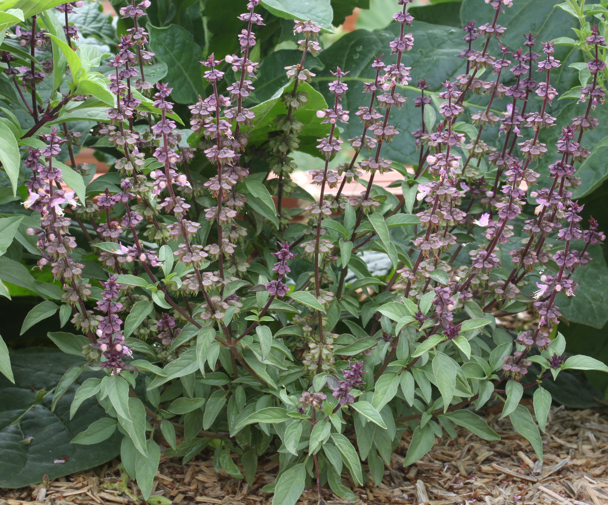 “Anis”. Ocimum americanum sp. americanum