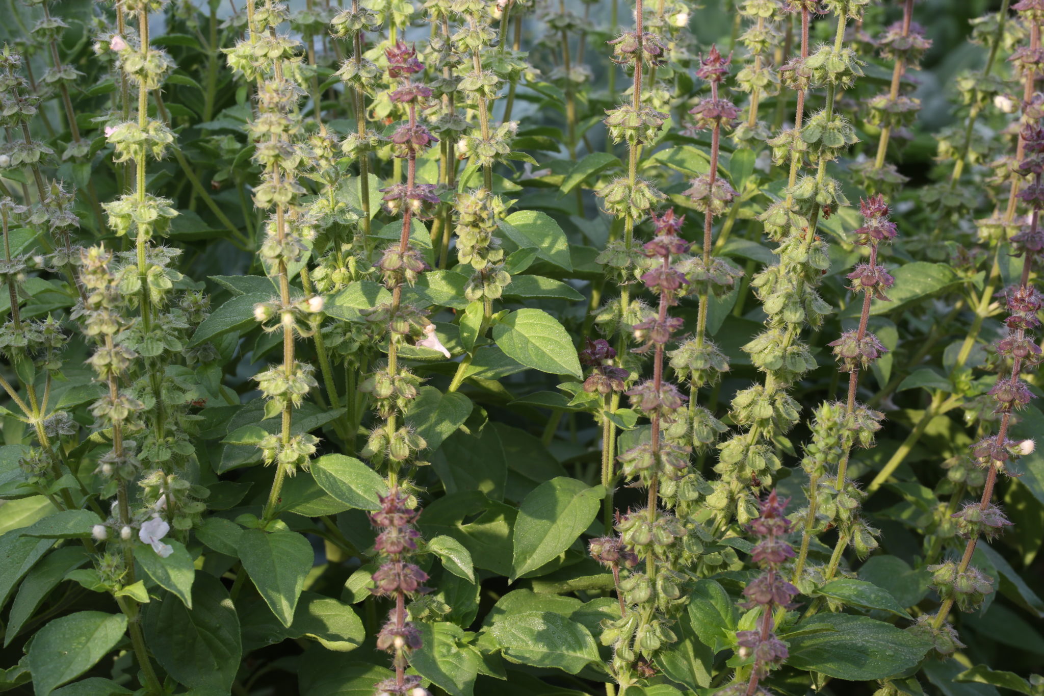 “Esfahan” originaire d’Iran (USDA PI 253157). Ocimum americanum sp. pilosum