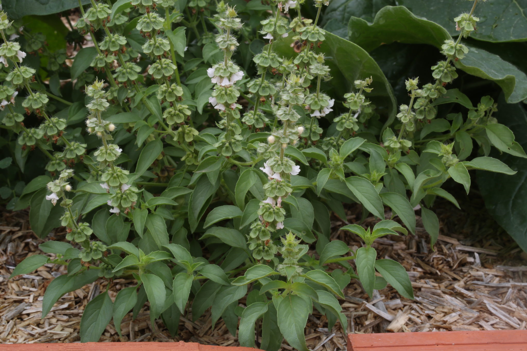 “Tulsi Kali”. Ocimum americanum sp. americanum