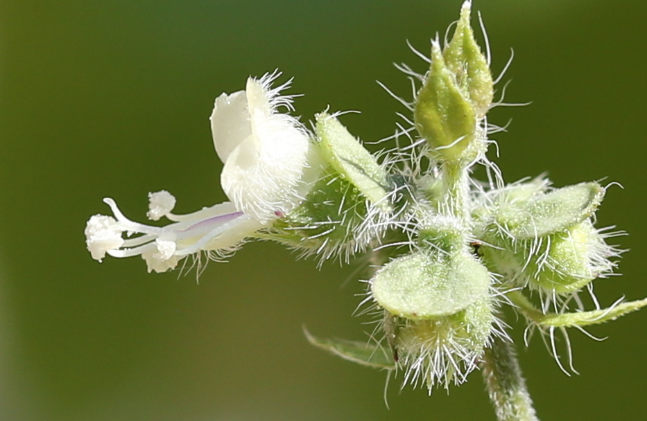 Fleur de “Tulsi Kali”. Ocimum americanum sp. americanum