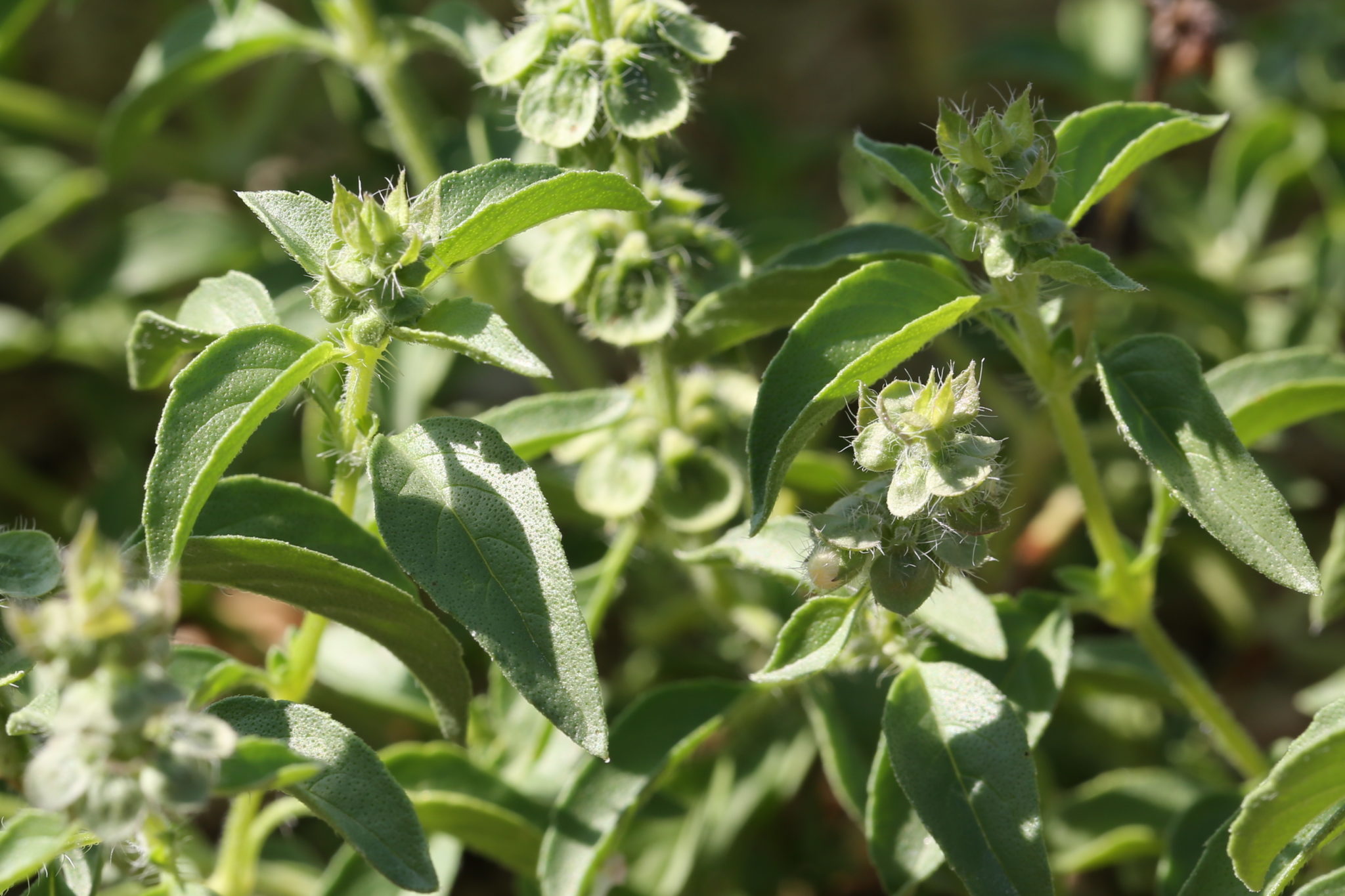 “Tulsi Kali”. Ocimum americanum sp. americanum