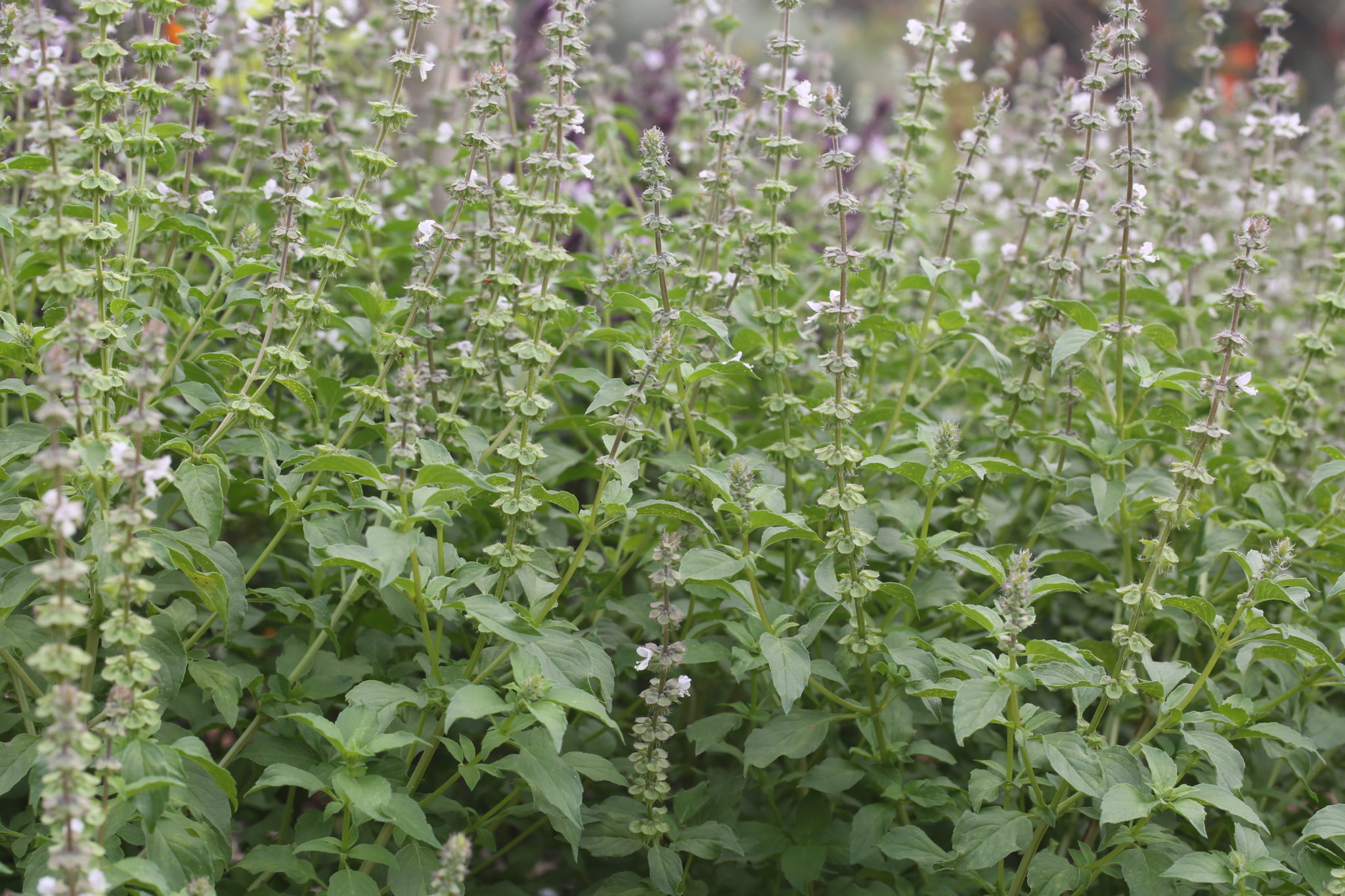 “Mrs Burn”. Ocimum americanum sp. pilosum