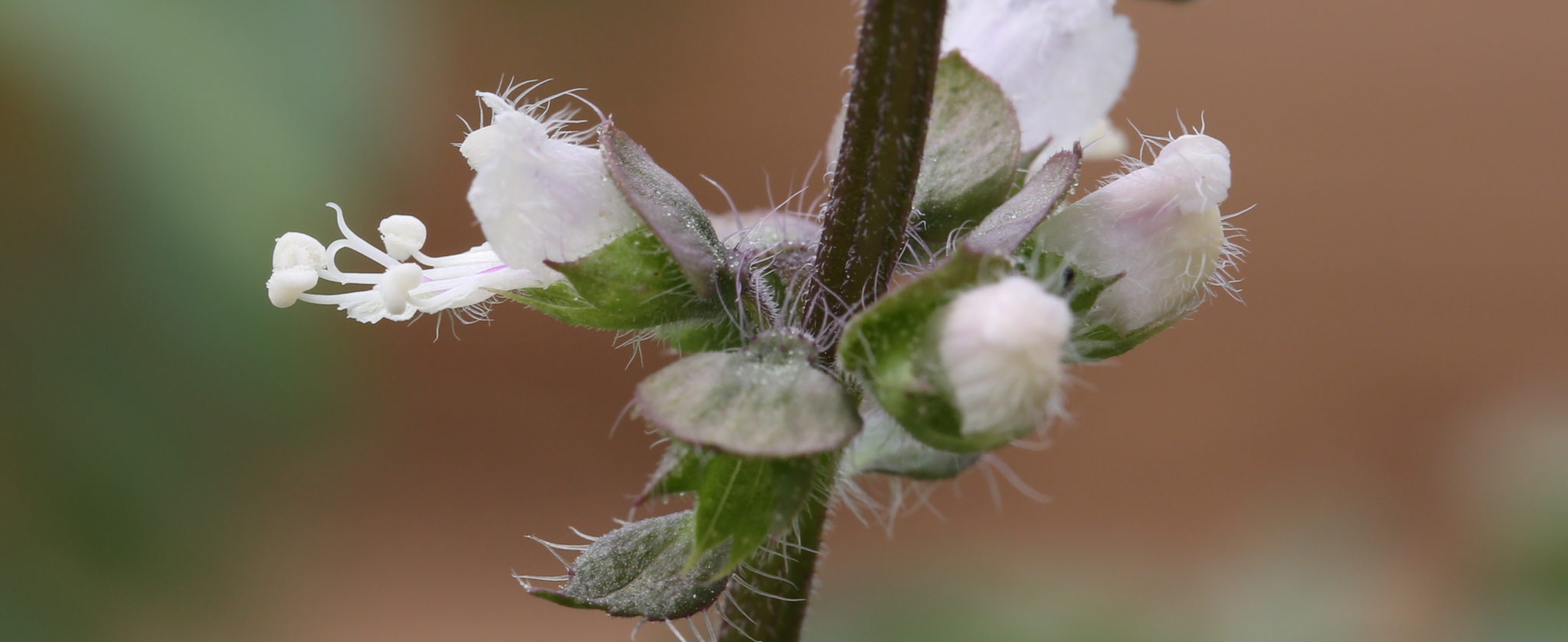 Ocimum americanum