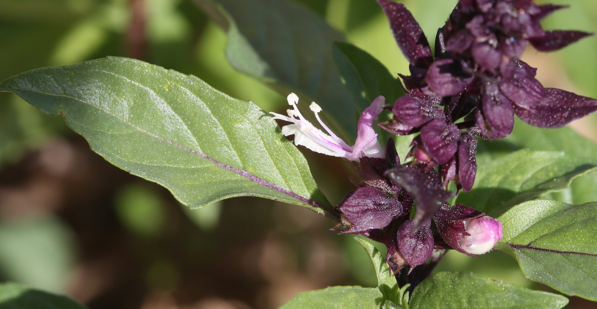 “Anis”. Ocimum americanum sp. americanum