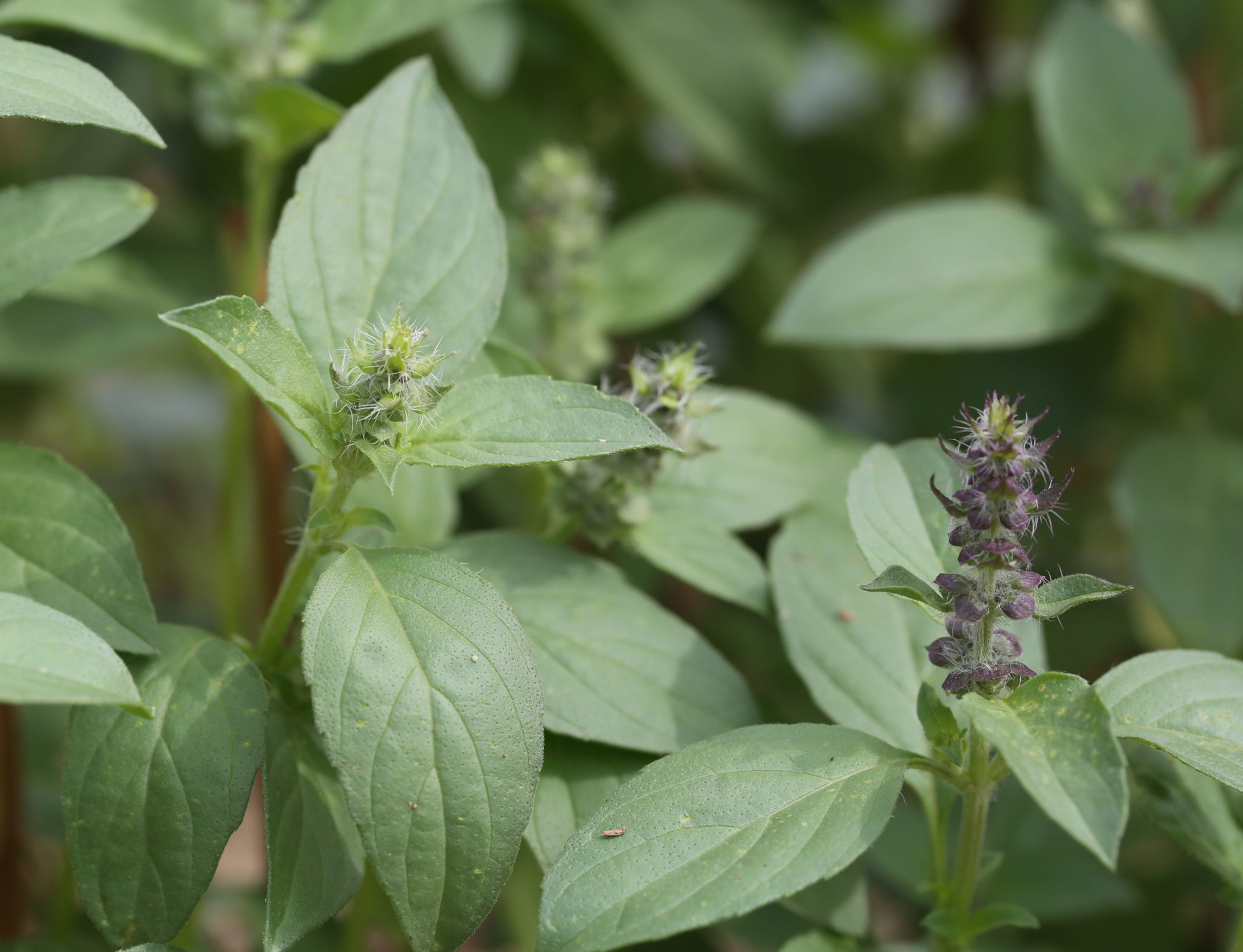 “Esfahan” originaire d’Iran (USDA PI 253157). Ocimum americanum sp. pilosum