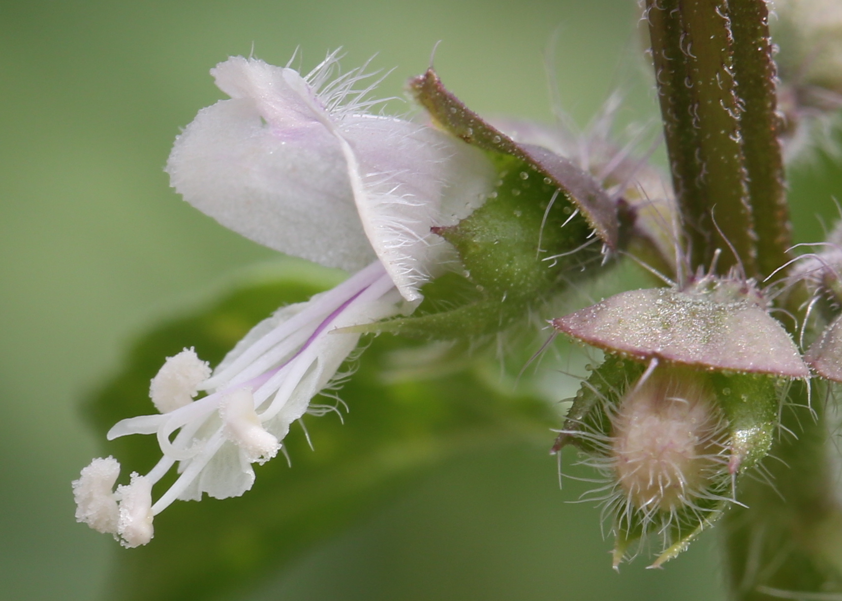 Fleur de la variété “Mrs Burn”. Ocimum americanum sp. pilosum