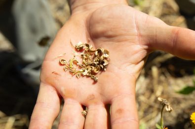 Calendula, Calendula Officinale, Été, Mains, Max, Récoltes, Soucis-3 copie