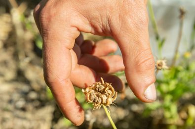 Calendula, Calendula Officinale, Été, Mains, Max, Récoltes, Soucis