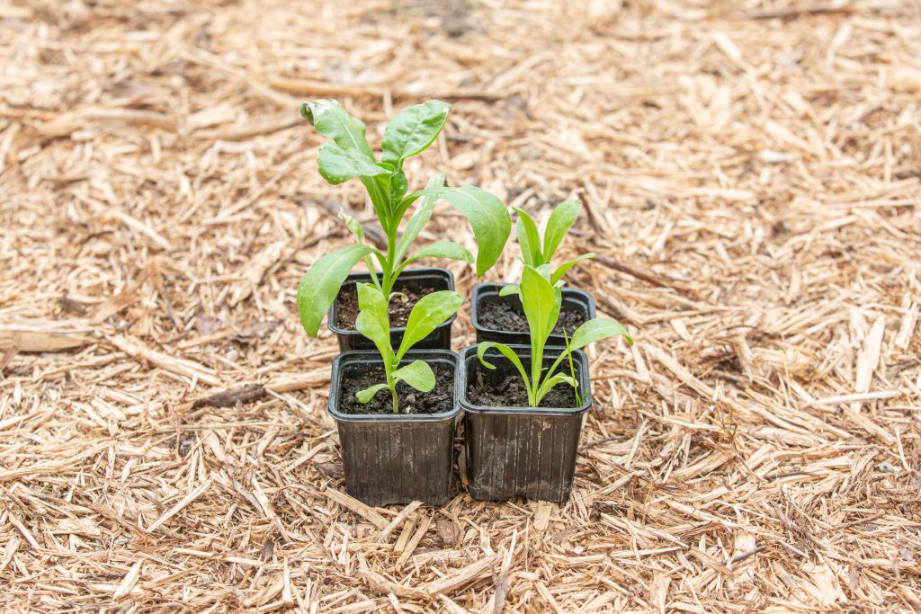 Plants de Souci Calendula officinalis