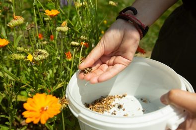 Calendula, Calendula Officinale, Mains, Maison de Kokopelli, Récoltes, Soucis, Virginie-2