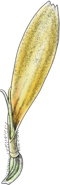 Fleuron ligulé