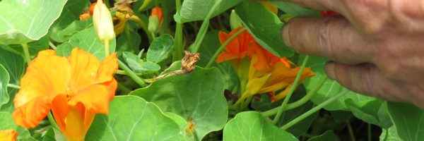 Plants de Capucine chez Laurent, portant au même moment des fleurs en bouton, d'autres bien épanouies, d'autres fanées