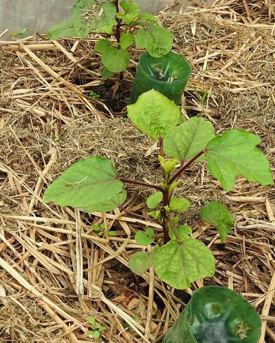 Jeunes plantes d'Hibiscus paillés