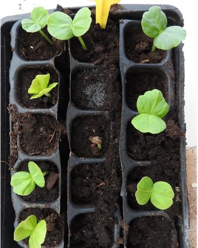 Jeunes plantes d'Hibiscus